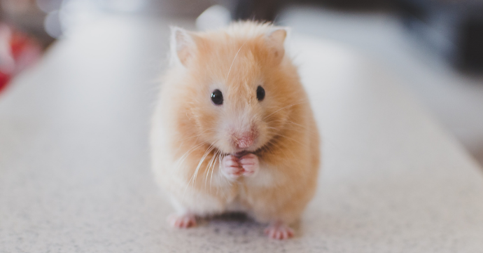 hamster